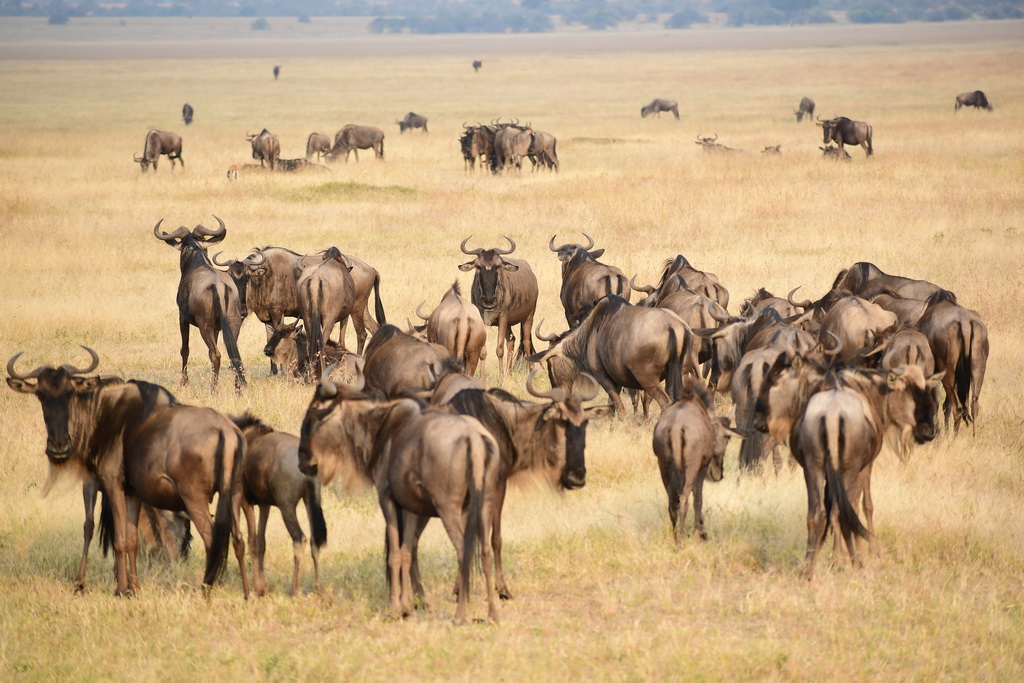 Serengeti Western Corridor